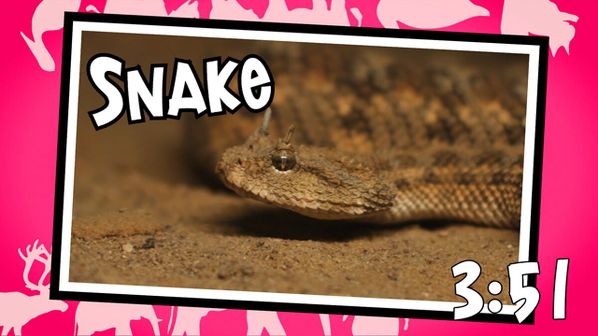 Funny Animal Names Countdown 3 image number null